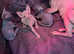 Only 2 left Sphynx kittens