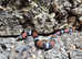 Tricolour Hognose at Birmingham Reptiles