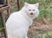 Turkish Angora Male