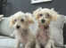 Maltese puppies