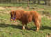 Tiny miniature horse filly