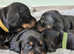 Standard Dachshund Puppies - Absolutely beautiful mixed Litter!