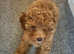 Toy poodle girl