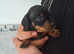 Dachshund  minature pra puppies