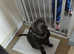 Blue Staffordshire bull terrier
