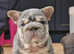 Stunning French bulldog pups fluffy