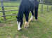 Beautiful kind cob