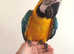 Baby HandReared Friendly Super Tame Affectionate Talking Macaw