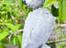 Henri Reaared African grey Parrot