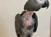Friendly Very Tame Talking African Grey Parrot