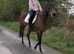 Smart 15.3 7yo Irish ROR gelding