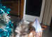Seliem pups forsale