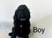 4 lovely cockapoo ready soon