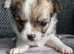 CHIHUAHUA PUPPIES