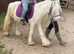 ***Super Safe Children's Pony For Sale***
