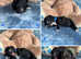 F1 CAVAPOO PUPPIES HEALTH TESTED PARENTS
