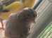 Beautiful Canaries for sale
