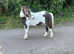 Cob gelding