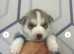 Siberian huskies husky full pedigree