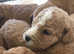 F2 cavapoos forsale