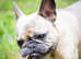 Beautiful 2 year old French Bulldog for rehoming