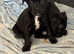 Jack Russell mix puppies ready for their forever homes