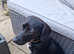 5 beautiful male puppies for sale