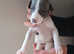 Last 2 whippet puppies - Ready to leave