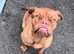 Beautiful female dogue de Bordeaux