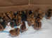 Welsummer (Large Fowl) Hatching Chicken eggs