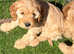 Stunning red cockapoo puppies