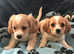 Cavachon x cavalier King Charles puppies