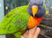 Fully Hand Reared baby Rainbow Lorikeet talking parrot