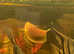 Gold Gouramis Pair