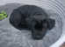 Cane Corso fermentino puppies