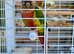 Tame green cheeked conure