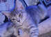 Stunning Ocicat x Siberian Forest Kittens.!