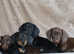 Quality Miniature Dachshunds