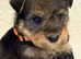 Wawauzer puppies