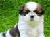 rehome my  puppy