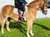 Gorgeous 14.2 haflinger riding gelding