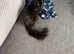 Main coon cross Ragdoll and British short haired cross