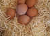 Fertile hatching eggs