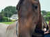 Pure Cleveland stallion only available for stud or competition home