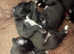 Beddy whippet pups