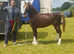 TRYFEL HARRY licensed section c stallion