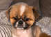 Pekingese
