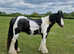 Handsome coloured gelding for sale