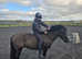 New Forest 13.2 Gelding