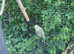 Budgies for sale - Male and Female